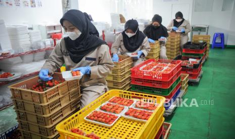 Pekerja mengolah buah stroberi yang telah dipanen di Kebun La Fresa, Pasir Ipis, Lembang, Kabupaten Bandung Barat, Jawa Barat, Selasa (6/9/2022). Kebun La Fresa Strawberi yang merupakan salah satu UMKM binaan BNI tersebut mampu mengolah satu ton buah stroberi menjadi berbagai macam produk seperti sari buah, makanan ringan dan selai serta telah dipasarkan ke berbagai daerah Indonesia dengan harga Rp30 ribu hingga Rp60 ribu per buah. 