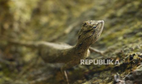 Seekor cicak terbang (Draco) berjalan pada batang pohon di kawasan pemantauan satwa Karaenta, Kabupaten Maros, Sulawesi Selatan, Kamis (27/10/2022). Cicak terbang tersebut merupakan salah satu satwa yang banyak dijumpai di kawasan Taman Nasional Bantimurung Bulusaraung (TN Babul). 