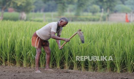 UU Cipta Kerja bila diterapkan dengan tepat bakal membawa banyak dampak kepada sektor pertanian. 