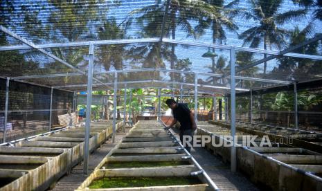 Pengurus Desa Wisata Kadisoro Nyawiji Dadi Siji (Dewi Kajii) menjelaskan tentang budidaya ikan hias di Kadisoro, Pandak, Bantul, Yogyakarta, Rabu (24/8/2022). Desa Kadisoro menjadi salah satu sentra budidaya ikan hias di Yogyakarta. Sekitar 50 jenis ikan hias berhasil dibudidayakan di sini. Selain untuk pasar lokal, ikan hias dari Kadisoro sudah diekspor diantaranya ke negara Korea, China, serta Amerika Tengah.