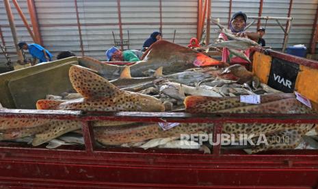 Pekerja membongkar muat ikan hiu ke dalam kendaraan pengangkut di tempat pelelangan ikan Karangsong, Indramayu, Jawa Barat, Senin (6/12/2021). Berbagai jenis ikan hiu masih menjadi target tangkapan nelayan di daerah itu untuk diambil sirip ataupun dagingnya karena nilai jual yang tinggi. 