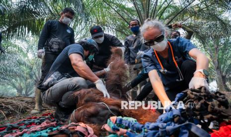 Nestapa Satwa Kalimantan Terpanggang di Habitat Asli