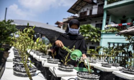 Warga menyiram tanaman cengek di area Kampung Berkebun, Jalan Citepus, Kota Bandung, Senin (13/4). Pengamat ekonomi dari Institute for Development of Economics and Finance (Indef) Bhima Yudhistira menilai aktivitas pertanian di wilayah urban atau urban farming akan berperan penting setelah pandemi berlalu. Urban farming akan menyokong kemandirian pangan publik pascakondisi kahar ini.