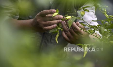 Petugas merawat tanaman cabai di Sekolah Kang Pisman, Kebon Lega, Kota Bandung, Provinsi Jawa Barat, Senin (27/02/2023). Masyarakat diimbau menanam cabai di tengah kenaikan harga jelang Ramadhan.