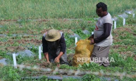 Panen bawang merah di Balai Penelitian Tanaman Sayuran (Balitsa) Lembang, kabupaten Bandung Barat, beberapa waktu lalu. Pemerintah tidak akan melakukan impor bawang merah.