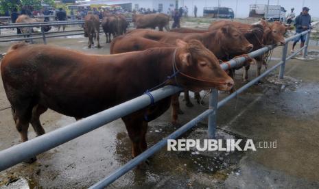 Pedagang membawa hewan ternak sapinya yang akan dijual di Pasar Sapi Kalioso, Nogosari, Boyolali, Jawa Tengah, Selasa (7/1/2025). Aktivitas jual beli hewan ternak sapi di pasar tersebut lengang atau turun akibat dampak virus penyakit mulut dan kuku (PMK) yang menyerang beberapa daerah. 