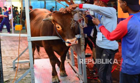 Jamaah Masjid Al Furqon Bandung mengikat hewan qurban pada mesin perebah sapi di lingkungan masjid, Ahad (10/7/2022). Tahun ini warga menyembelih 13 ekor sapi dan 14 ekor kambing yang didistribusikan ke sekitar wilayah perumahan warga.