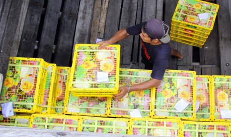 Seorang pekerja menyusun keranjang berisi buah manggis (Garcinia mangostana) di dalam palka kapal di pelabuhan sungai Petak Panjang Dumai, Riau, Rabu (15/9/2021). BPS mencatat kenaikan ekspor pertanian, kehutanan, dan perikanan pada September.