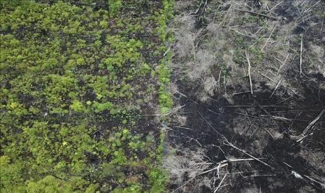 Lahan hutan Turki telah tumbuh lebih dari 4,9 juta hektar selama dua dekade terakhir