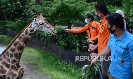 Pengunjung memberi makanan ke jerapah di Kebun Binatang Bandung, Jalan Tamansari, Kota Bandung.