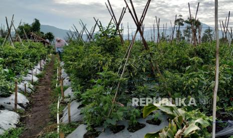 Petani merawat cabai rawit di kebun (ilustrasi).