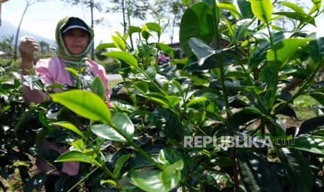 Seorang warga memanen teh Jawa di perkebunan kawasan lereng gunung Sumbing Desa Sontonayan, Kertek, Wonosobo, Jawa Tengah, Selasa (5/5/2020). Tanaman teh Jawa ditanam petani setempat di sela-sela tanaman sayuran, untuk dikonsumsi sendiri dan dijual ke pasar