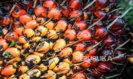 Tampilan dekat buah sawit yang baru dipanen di perkebunan kelapa sawit di Deli Serdang, Sumatra Utara, Indonesia, 23 Mei 2022.