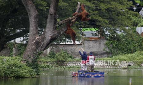 Petugas memberi makan orang utan koleksi Solo Zoo atau Taman Satwa Taru Jurug (TSTJ) Tori (kanan) dan anaknya Justin (kiri) di danau setempat, Solo, Jawa Tengah, Rabu (27/1/2021). Pengelola TSTJ berencana akan menutup sementara kunjungan untuk masyarakat pada Senin (1/2/2021) guna mencegah penyebaran COVID-19. 