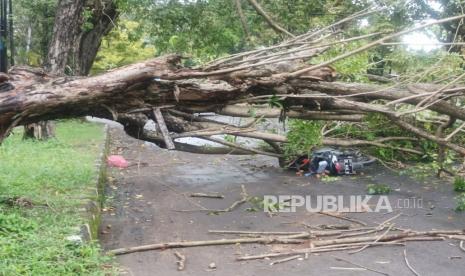 Sebuah pohon tumbang (Foto: ilustrasi)