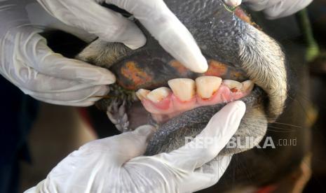 Veteriner Dinas Ketahanan Pangan dan Pertanian Kabupaten Bantul mendapati sapi terpapar penyakit PMK di Segoroyoso, Bantul, Yogyakarta. Warga Kota Yogyakarta diminta untuk membeli hewan kurban ke peternak sekitar. Dinas Pertanian dan Pangan (DPP) Kota Yogyakarta meminta agar hewan kurban yang dibeli merupakan ternak milik warga atau tidak didatangkan dari luar daerah.