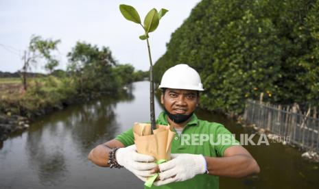 Petugas menunjukkan bibit mangrove Rhizopora Mucronata yang akan ditanam di Pelabuhan KCN Marunda, Jakarta, Jumat (3/6/2022). Pada tahap kedua ini, PT KCN menanam bibit mangrove 'Rhizopora Mucronata' di lahan sepanjang 1.100 meter yang sebelumnya pada tahap pertama telah melakukan penanaman mangrove di lahan sepanjang 600 meter perimeter selatan KCN dalam rangka mewujudkan visi sebagai terminal ramah lingkungan (Green Port). 