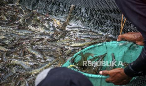 Warga memanen udang vaname.