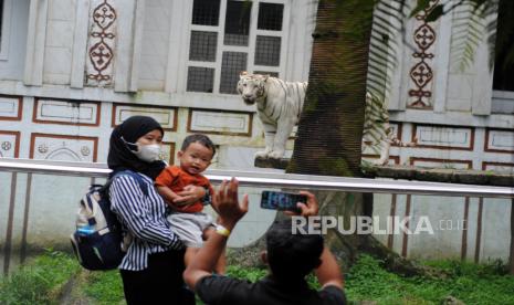 Pengunjung berfoto dengan latar harimau putih (Panthera tigris tigris) di Taman Safari, Cisarua, Kabupaten Bogor, Jawa Barat, Selasa (1/2/2022).  Libur Tahun Baru Imlek dimanfaatkan warga untuk berwisata ke Taman Safari, Bogor yang memiliki koleksi dua Giant Panda yang didatangkan dari negara China. 