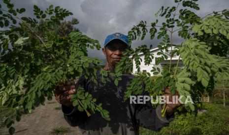 Pekerja menunjukkan daun kelor yang baru saja dipanen