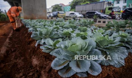 Petugas PPSU merawat tanaman di kolong Tol Bekasi-Cawang-Kampung Melayu (Becakayu), Jakarta, Kamis (5/1/2023). Pemerintah Provinsi DKI Jakarta telah melakukan penataan kawasan hijau sepanjang 2,7 kilometer dari target 5 kilometer di kolong Tol Becakayu dengan tanaman hias dan sistem pertanian perkotaan (urban farming) untuk meningkatkan ketahanan pangan kota. Republika/Putra M. Akbar