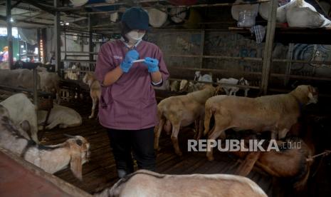 Dokter Pusat Pelayanan Kesehatan Hewan dan Perternakan DKI Jakarta mencatat sample swab pada kambing sekaligus melakukan pemeriksaan kesehatan hewan yang dijual di Kawasan Tanah Abang, Jakarta, Kamis (19/5/2022). Kegiatan tersebut sebagai langkah antisipasi merebaknya wabah penyakit mulut dan kuku pada hewan ternak, selain juga edukasi perawatan hewan bagi peternak dan pedagang setempat.Prayogi/Republika. 