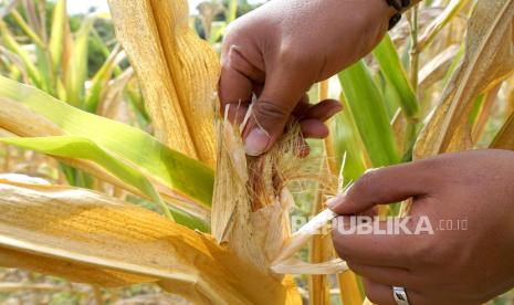 Lahan Jagung (Ilustrasi)