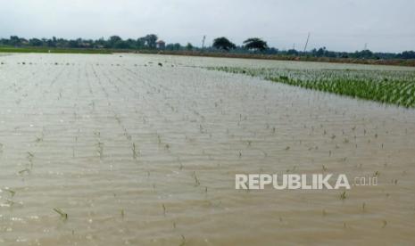 Sawah baru tanam di Blok Suketbaju, Desa Plosokerep, Kecamatan Terisi, Kabupaten Indramayu terendam banjir, Ahad (4/2/2024). 