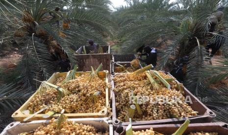  Perubahan Iklim Menyebabkan Malapetaka bagi Petani Kurma Gaza. Foto:  Petani Palestina mengatur kurma yang dipanen di ladang kurma di Kota Jericho, Tepi Barat, 01 September 2020. Kurma telah menjadi makanan yang stabil di Timur Tengah selama ribuan tahun. Para petani sekarang mulai menanam lebih banyak pohon kurma di Yerikho untuk meningkatkan produksi mereka lagi menyusul penurunan di tahun-tahun sebelumnya.