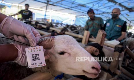 Ilustrasi qurban. Daqing qurban dibagikan untuk keluarga dan masyarakat terutama dhuafa 