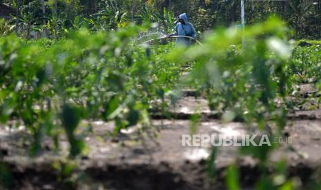 Ilustrasi petani cabai.