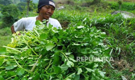 NFA Dorong Penerapan Standar Keamanan Pada BTP yang Ketat Pada Buah dan Sayur