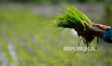 Petani menanam padi sendirian di persawahan kawasan Trihanggo, Sleman, Yogyakarta.