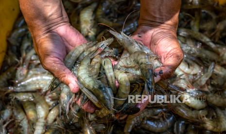 Seorang petambak melakukan panen perdana budidaya udang vaname. Dinas Perindustrian dan Perdagangan Disperindag Provinsi Sulawesi Tenggara menyebutkan sepanjang tahun 2020 telah mengekspor udang vaname sebanyak 259,39 ton ke negara tujuan Jepang dengan nilai Rp 28,58 miliar.