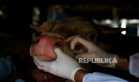 Dinas Pertanian Kota Mataram, Provinsi Nusa Tenggara Barat, menyebutkan, berdasarkan data Selasa (21/6/2022) tercatat ternak yang terserang virus penyakit mulut dan kuku (PMK) sebanyak 449 ekor sapi dan 287 ekor diantaranya sudah dinyatakan sembuh.