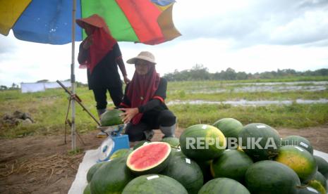 Petani menimbang buah semangka di Desa Selomartani, Kalasan, Sleman, Yogyakarta, Selasa (6/6/2023). Pemerintah mencari brigade pangan untuk capai swasembada.