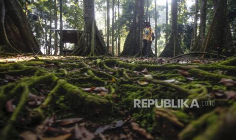 Suasana di Hutan Center for International Forestry Research (Cifor), Kota Bogor, Jawa Barat (Ilustrasi).