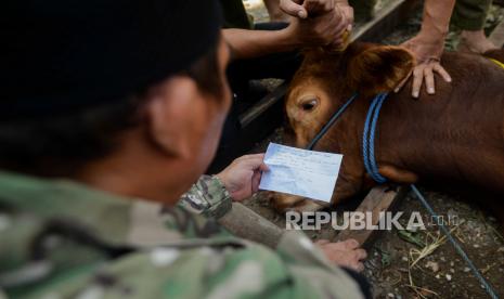 Panitia bersiap menyembelih hewan kurban. Darah hewan kurban yang sudah disembelih harus dikubur agar tidak mencemari air dan mengotori lingkungan. Ilustrasi.