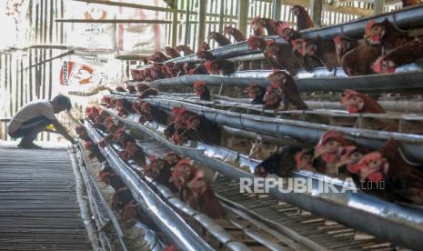 Peternak memanen telur di peternakan ayam petelur di Kabupaten Bogor, Jawa Barat, Rabu (27/1/2021).