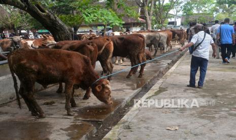 Pedagang menarik sapi untuk dijual jelang Idul Adha.