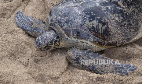 Penyu hijau (chelonia mydas) menuju ke laut setelah dibebaskan (ilustrasi)