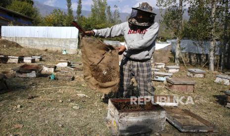 India Tebang 10 Ribu Pohon Apel Warga Kashmir. Peternak lebah Kashmir memamerkan tas jinjing penuh lebah di sebuah peternakan di pinggiran Srinagar, ibu kota musim panas Kashmir India, 13 Oktober 2020. 