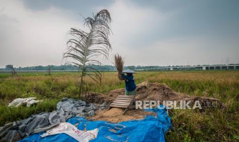 Petani memanen padi di Rangkasbitung, Lebak, Banten, Ahad (5/9/2021). Badan Pusat Statistik mencatat nilai tukar petani (NTP) pada bulan Agustus 2021 sebesar 104,68 atau naik 1,16 persen jika dibandingkan pada bulan sebelumnya, kenaikan tersebut dipengaruhi oleh peningkatan NTP di subsektor tanaman pangan, tanaman perkebunan rakyat, serta nilai tukar subsektor perikanan yaitu nelayan dan pembudidaya ikan. 