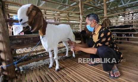 Ilustrasi peternakan kambing etawa milik koperasi pesantren.  