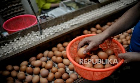 Pembeli memilah telur di salah satu gerai di pasar tradisional Pasar Minggu, Jakarta, Jumat (26/8/2022). Harga telur di sejumlah toko di pasar tersebut masih berada dikisaran Rp31.000 hingga Rp32.000 per kilogram dalam kurun waktu satu minggu terakhir. Kenaikan tersebut dikeluhkan pedagang, karena jumlah penjualan cenderung menurun imbas dari kenaikan harga.