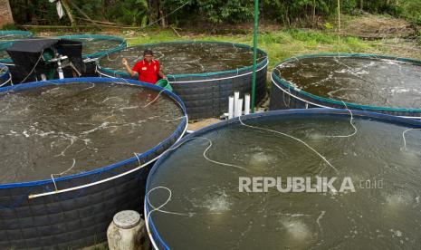 Warga memberi makan ikan nila miliknya yang dibudidaya dengan sistem bioflok di Kabupaten Gowa, Sulawesi Selatan, Ahad (23/10/2022). Kementerian Kelautan dan Perikanan (KKP) akan memperkuat pengaturan pembudidayaan untuk jenis ikan baru