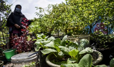 Allah Memberi Rezeki Lewat Langit dan Bumi. Warga merawat tanaman sayuran di area Kampung Berkebun, Jalan Citepus, Kota Bandung. Gerakan Urban Farming Siaga Covid-19 yang diinisiasi oleh Dinas Pangan dan Pertanian Kota Bandung tersebut bertujuan agar masyarakat mampu memenuhi kebutuhan sayur dan buah secara mandiri saat pandemi Covid-19.