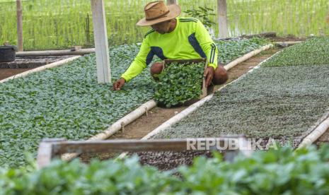 Petani memanen bibit tanaman sayur kembang kol di Desa Darawolong, Karawang, Jawa Barat, Jumat (10/7/2020). Pembibitan tanaman sayur di desa tersebut dikembangkan menggunakan dana desa dan penyertaan modal Badan Usaha Milik Desa (BUMDes) guna memperkuat ekonomi desa pada sektor pertanian produktif. 