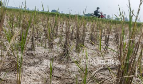 Pengendara roda dua melintasi sawah yang kekeringan di Citeras, Lebak, Banten, Kamis (3/8/2023). Puluhan hektar sawah di kawasan tersebut selama sebulan terakhir mulai mengalami kekeringan hingga mengakibatkan gagal panen.  