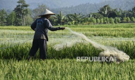 Wamentan Sudaryono, mengajak para petani di Provinsi Nusa Tenggara Barat (NTB) untuk memaksimalkan musim tanam padi pada awal tahun. (ilustrasi)